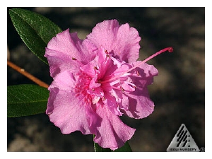 RHODODENDRON x 'Weston's Pink Diamond'